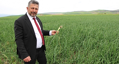 Amasya'da Soğan Ekimi Üç Kat Arttı, Hasat Mayıs Sonunda