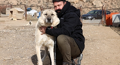 Kangal Köpeğini Dışkısından Tanımak Mümkün