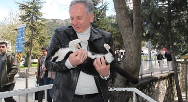 Kargaların Saldırdığı Kedi Ağaçta Mahsur Kaldı