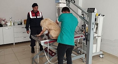 Sahipsiz Sokak Köpeği Tedavi Altına Alındı