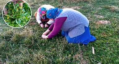 Başçiftlik'te 1700 Rakımlı Yaylalardan Toplanan Madımak Sofralardaki Yerini Aldı