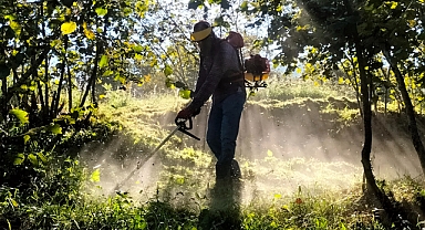 Fındıkta Çileli Hasat