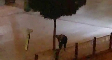 Kızılırmak'tan Kovalarla Su Çekerek Ağaçları Suladı