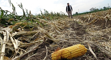 Aşırı Yağışlar Silajlık Mısır Tarlalarını Vurdu