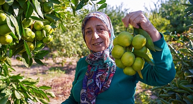 Kanseri Önlüyor Tansiyonu Düşürüyor. Hasadı Yeni Başladı. Tarlada 7 Markette 40 TL