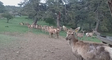12 Kızıl Geyik Üretilerek Doğaya Salındı