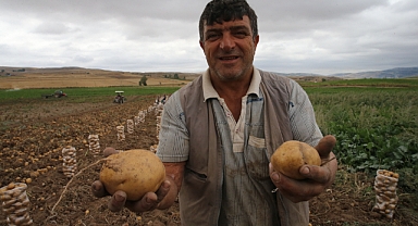 Artova'da 2 Bin Ton Patates Rekoltesi Bekleniyor