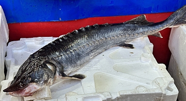 Dinozorlar döneminden günümüze gelen bu balığın havyarı 2 milyon lira