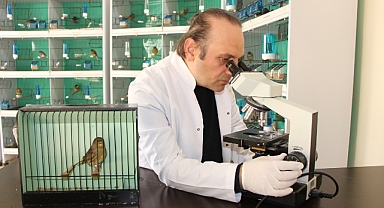 Nesli tükenme tehlikesindeki yabani ispinoz kuşları korumaya yönelik projeye destek