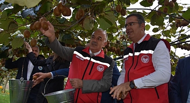 Ordu'da Tescilli Kivinin Hasadına Başlandı