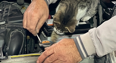 Oto tamircisi kedi: Nazlı