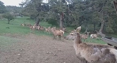 1 çift geyik 87 geyik oldu