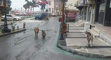 Depremden hemen sonra sokakta çok sayıda köpek gözlendi