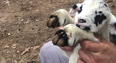 Niksar Çiçekli Köyü Gariplikleri