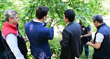 Kahverengi kokarca ile mücadele: Bin avcı arı doğaya salındı