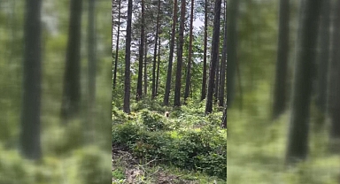 Ormanlık alanda vaşak görüntülendi
