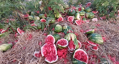 Samsun'da yol kenarına atılan karpuzlar dikkat çekti