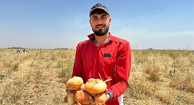 Satamadığı soğanı hayrına dağıttı, yüzlerce kişi tarlaya akın etti