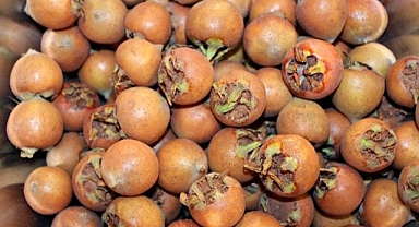 TOKAT'IN MUŞMULASI (TÖNGEL) ŞİFA DEPOSU, GÜNDE 7 TANE YİYENİN BÖBREKLERİNİ TERTEMİZ EDİYOR