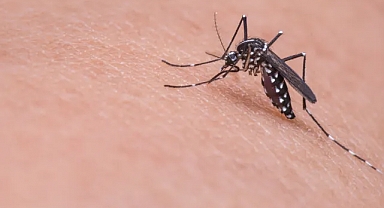 Yaz aylarının baş belası sivrisineklerden kurtulmanın yolları