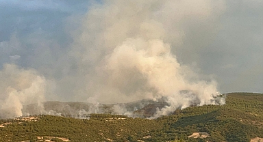 ERBAA'DA ORMANLIK ALANDA YANGIN