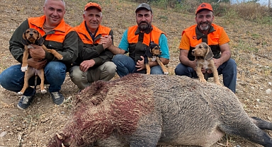 Tokat ve Amasya'daki Avcılar Sezonu Açtılar: 234 Kiloluk Yaban Domuzu Avladılar