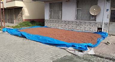 Çarşamba'da fındık kurutma mesaisi