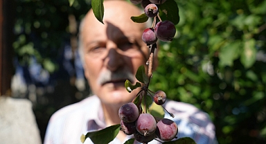 Dünya meyveleri bu bahçede