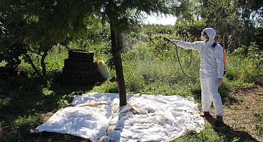 Kahverengi kokarca ile mücadele: Fındık bahçeleri kışlak öncesi ilaçlandı