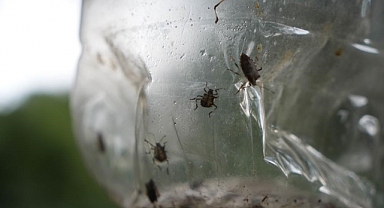 ‘Kahverengi kokarca’ ile mücadeleye 300 milyon TL’lik 'tuzak' desteği