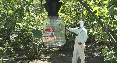 Kahverengi kokarcada ‘cezbet-yok et' dönemi