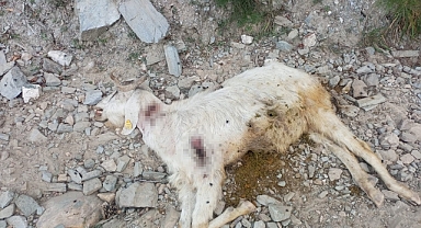 Kurşunlanan 10 keçi telef oldu