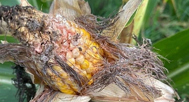 Mısır tarlalarında ‘kahverengi kokarca' istilası