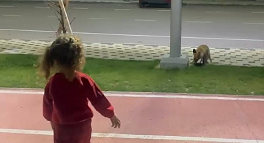Parkta oyun oynayan çocuğun tilkiyle karşılaştığı anlar kamerada