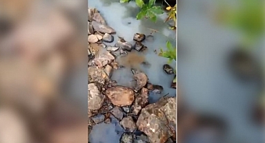 PERŞEMBE YAYLASI'NDA SONDAJ ÇALIŞMALARININ DOĞAYA ZARARI GÖRÜNTÜLENDİ