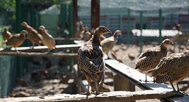 Samsun'da 21 yılda 270 bin sülün yetiştirilerek doğaya salındı