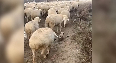 YAVRU KANGALIN YAYLADA İLK İŞ GÜNÜ 