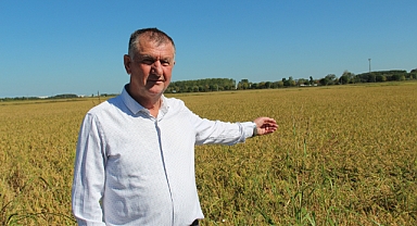 Çeltik üreticilerinin kokarca endişesi