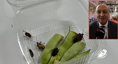 Kahverengi kokarcada kışlak uyarısı: 