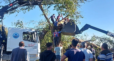 Kestiği ağacın altında kalarak hayatını kaybetti