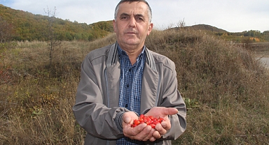 Minik şifa deposu, fazla tüketildiğinde zehir oluyor