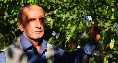 Taşova'da kiraz ağaçları ekim ayında çiçek açtı