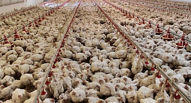 Tavuk Yumurtası Üretimi Yıllık Yüzde 2,8 Arttı