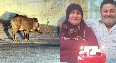 Ünye'de Bahçede Çalışan Karı Kocaya Yaban Domuzu Saldırdı: 1'i Ağır 2 Yaralı