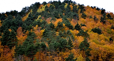 Başçiftlik'te Sonbahar Renkleri