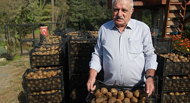 Hobi Olarak Üretimine Başlanan Kivide Yıllık 300 Milyon TL Gelir Bekleniyor