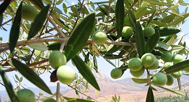 Samsun’da 11 Hektarlık Alanda Yabani Zeytin Aşılaması Yapıldı