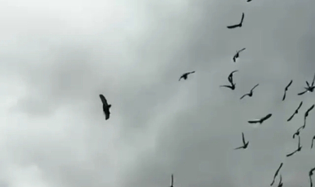 Niksar'da Belgeseli Aratmayan Anlar: Şahin Güvercini Havada Avladı