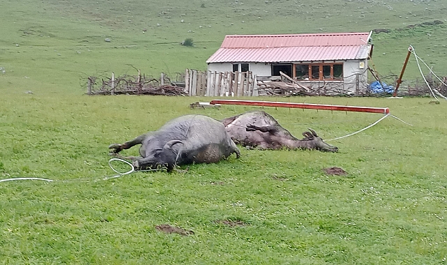 Niksar'da Korkutan Fırtına:  2 Manda Telef Oldu