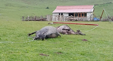 Niksar'da Korkutan Fırtına:  2 Manda Telef Oldu